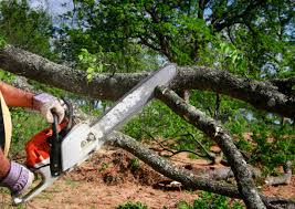 Trusted South Hill, WA Tree Services Experts