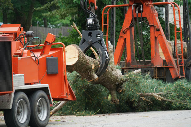 How Our Tree Care Process Works  in  South Hill, WA