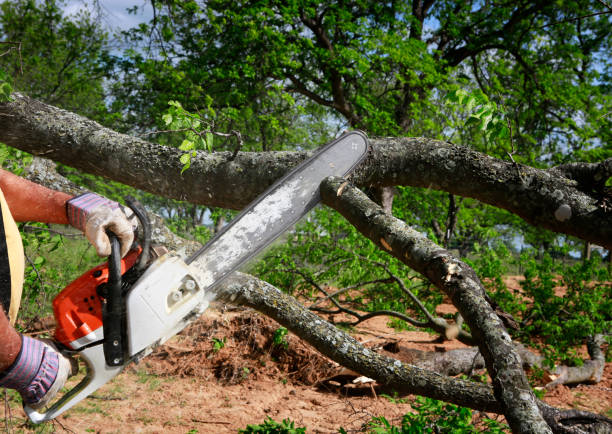 Best Tree Health Inspection  in South Hill, WA